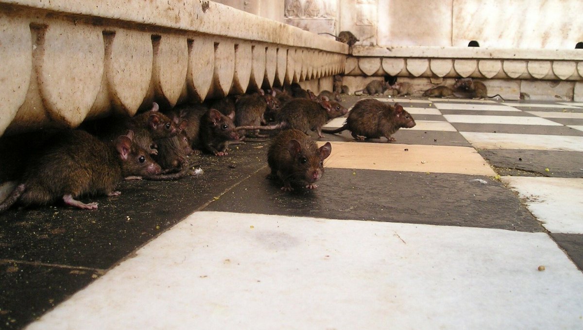 Крыса городская