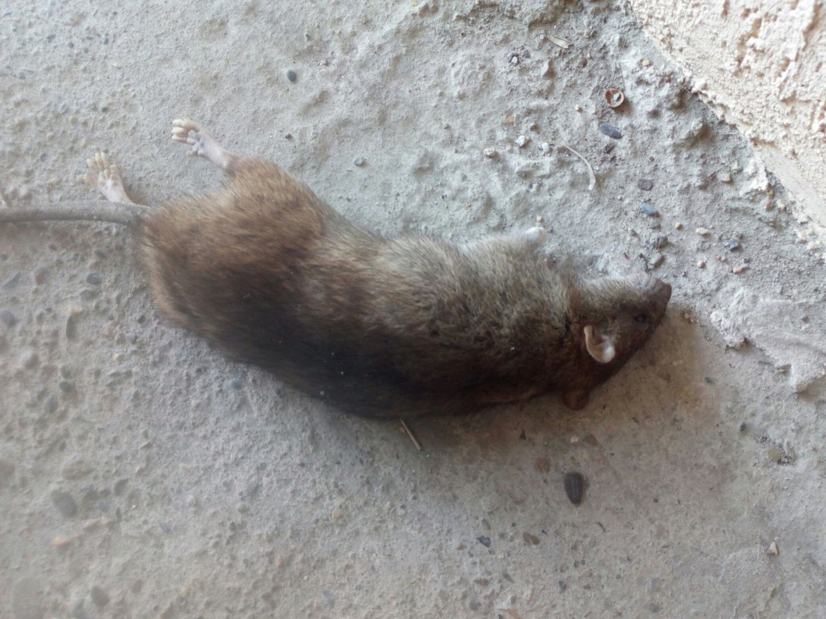 Старые деревянные комнаты с крысами