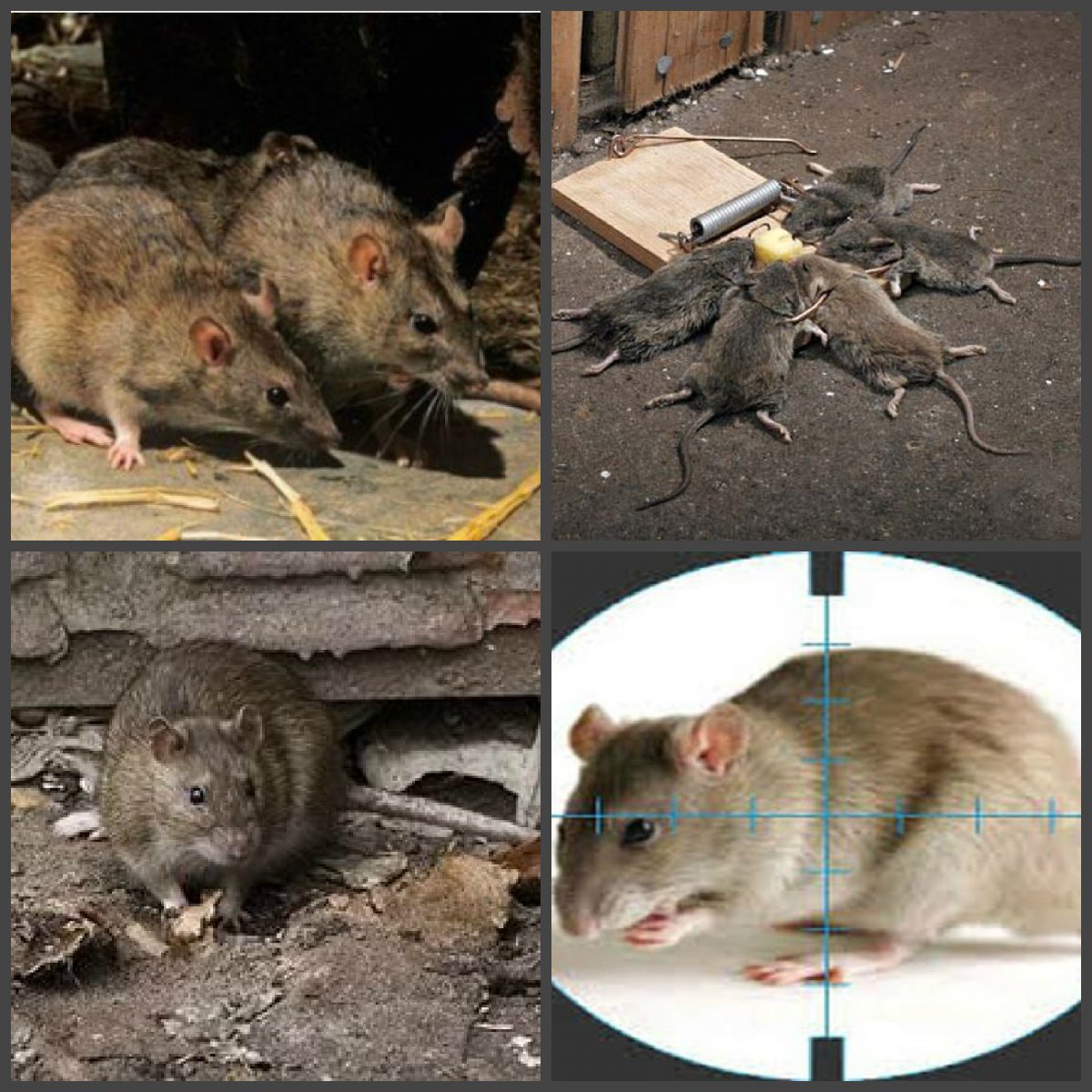 Гигантская крыса в метро Нью Йорка