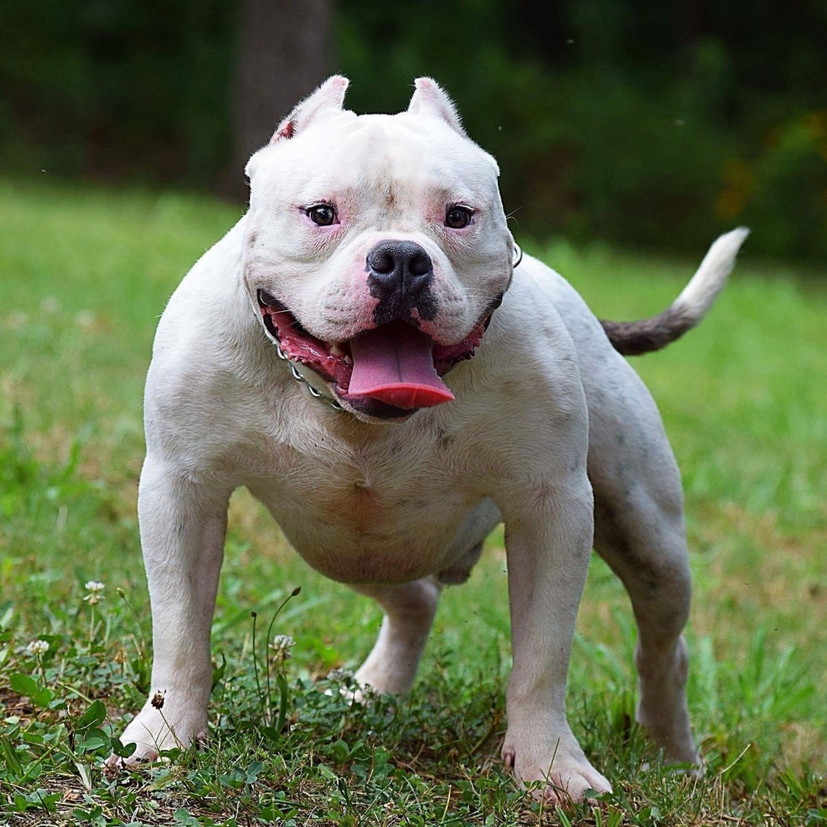 Альшеторский терьер Бойцовский