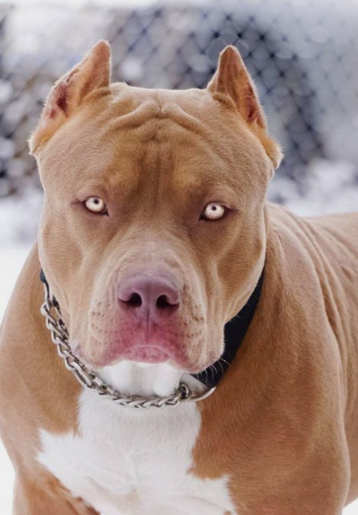 Черная большая собака с приплюснутой мордой