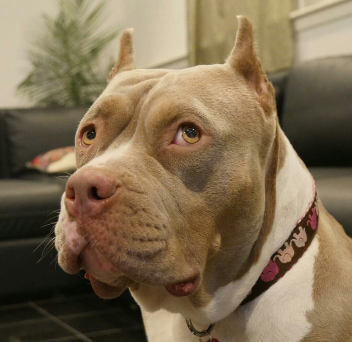 Аргентинский бультерьер