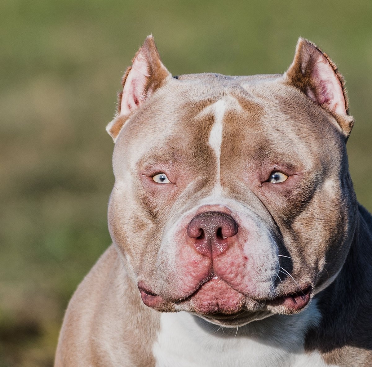 Бойцовская собака с плоской мордой