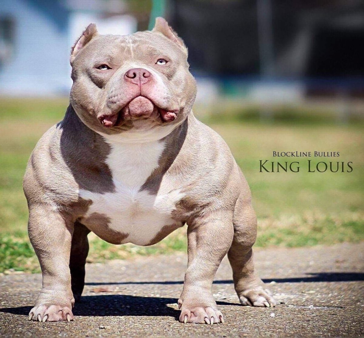 Собака с вытянутой мордой