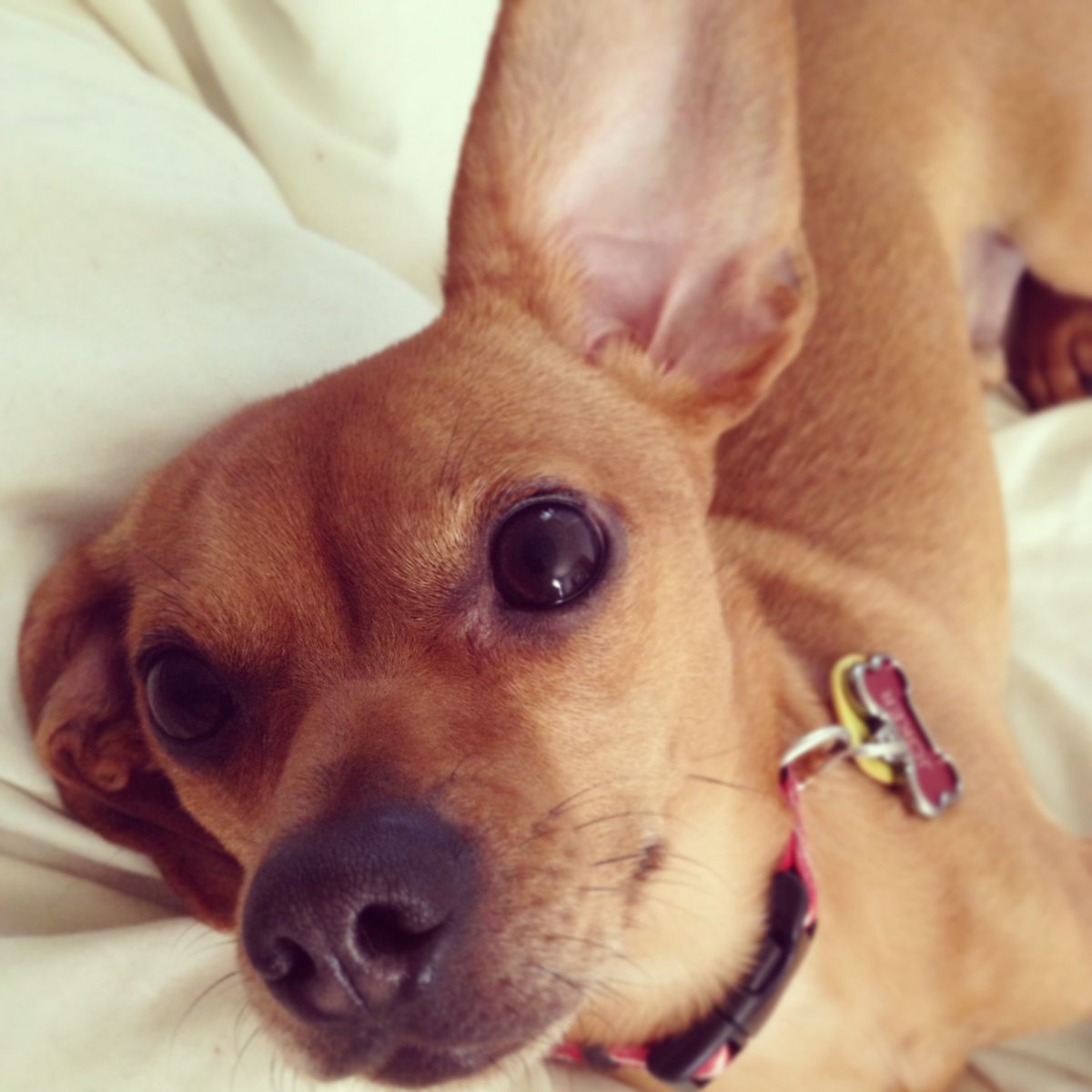 Такса чивини