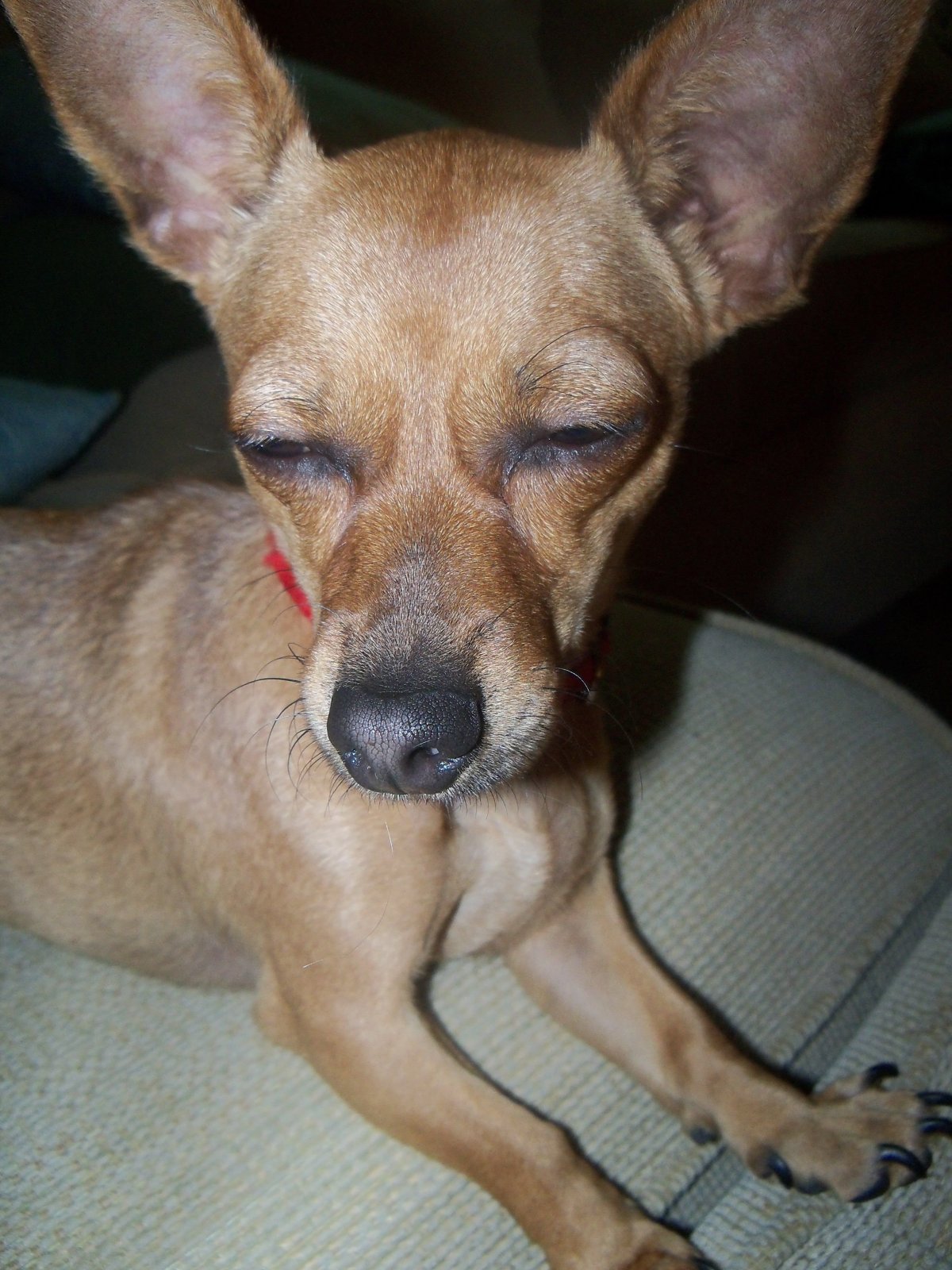 Чивини порода