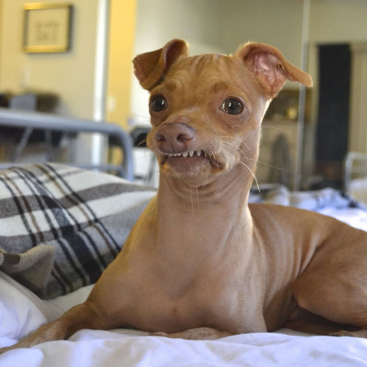 Порода дорги такса + корги