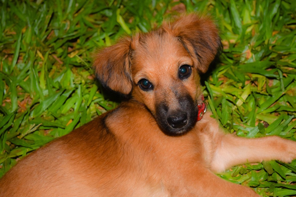 Чивини собака