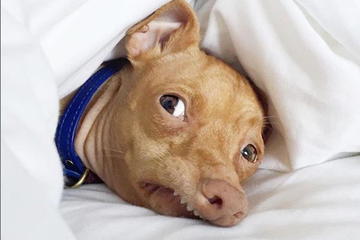 Чивини Туна