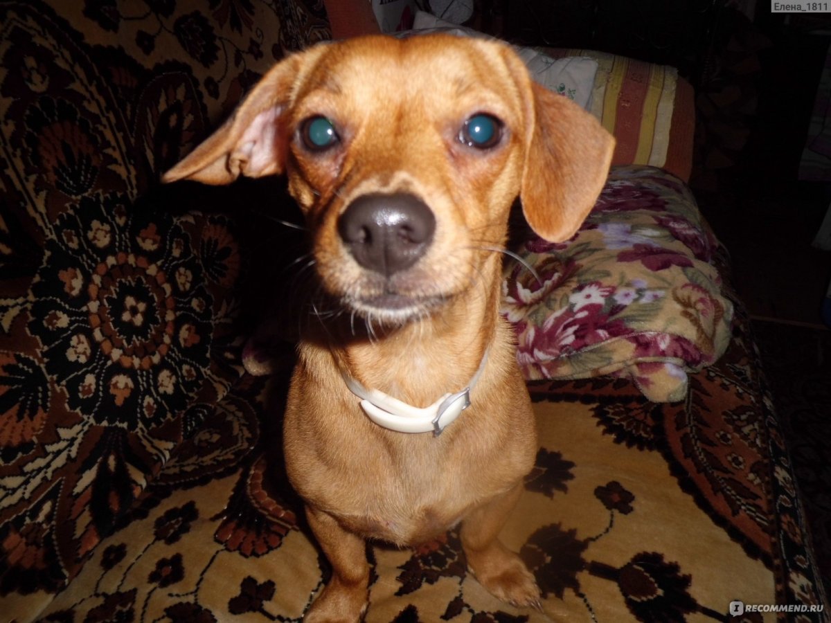 Чивини собака