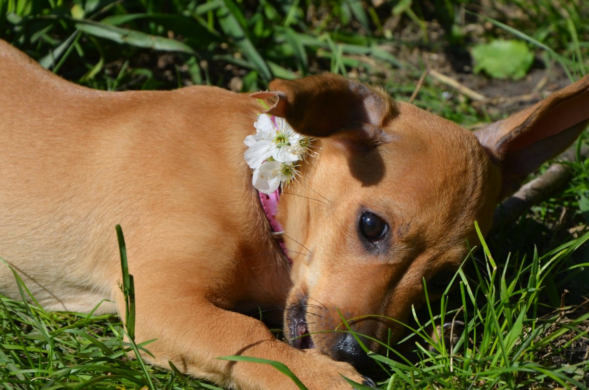 Метис таксы и чихуахуа
