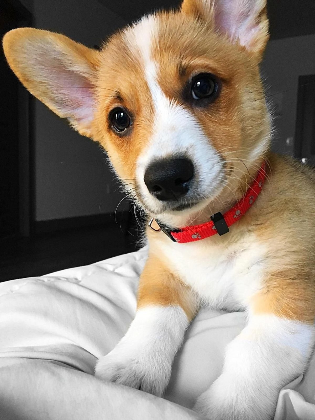 Чивини + чихуахуа