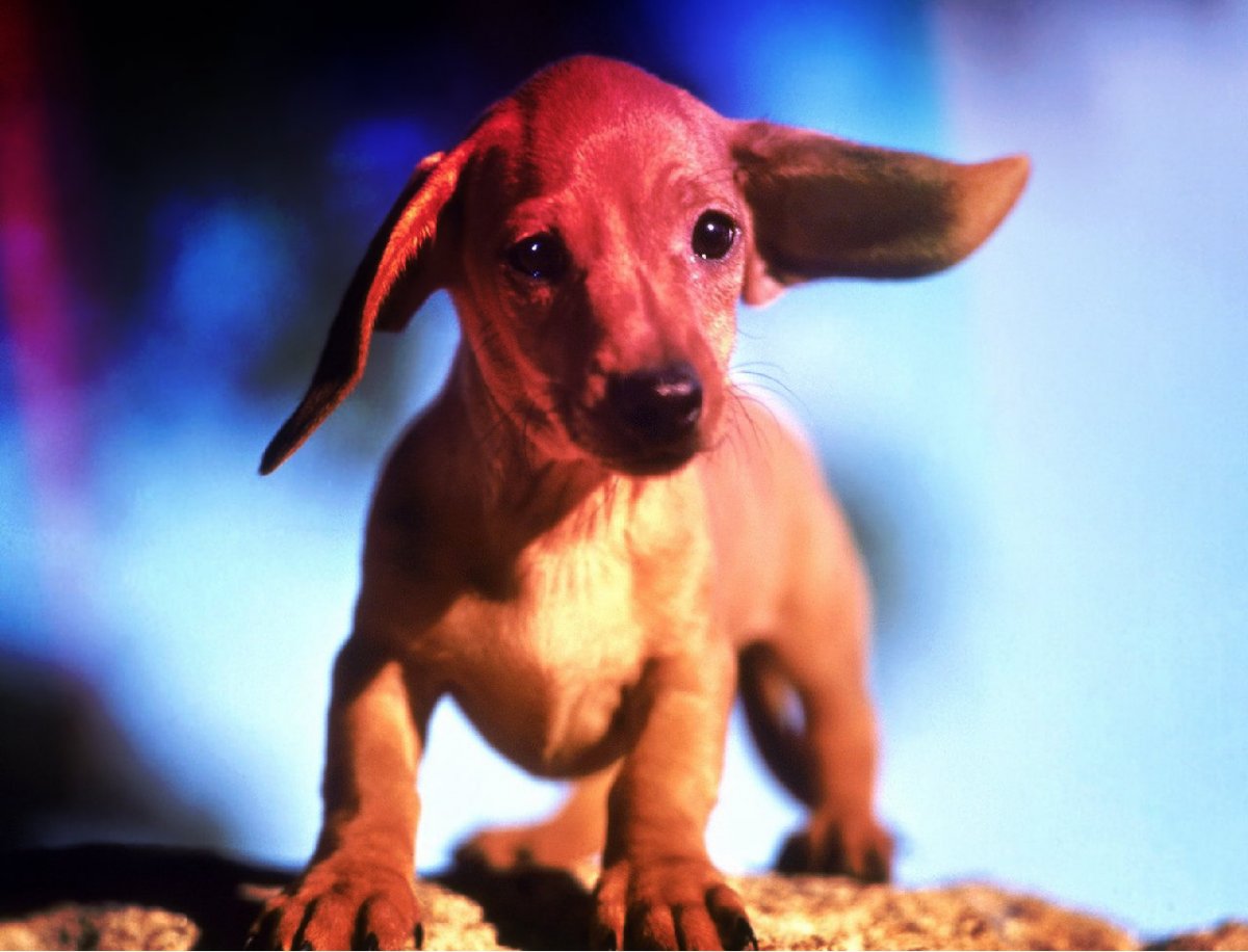 Собака Туна Инстаграм