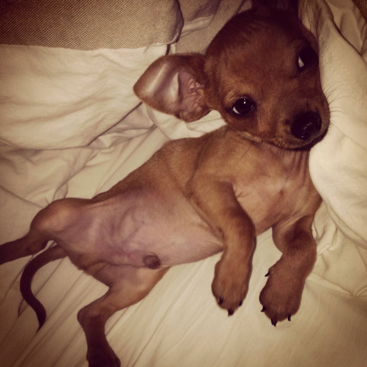 Такса чивини