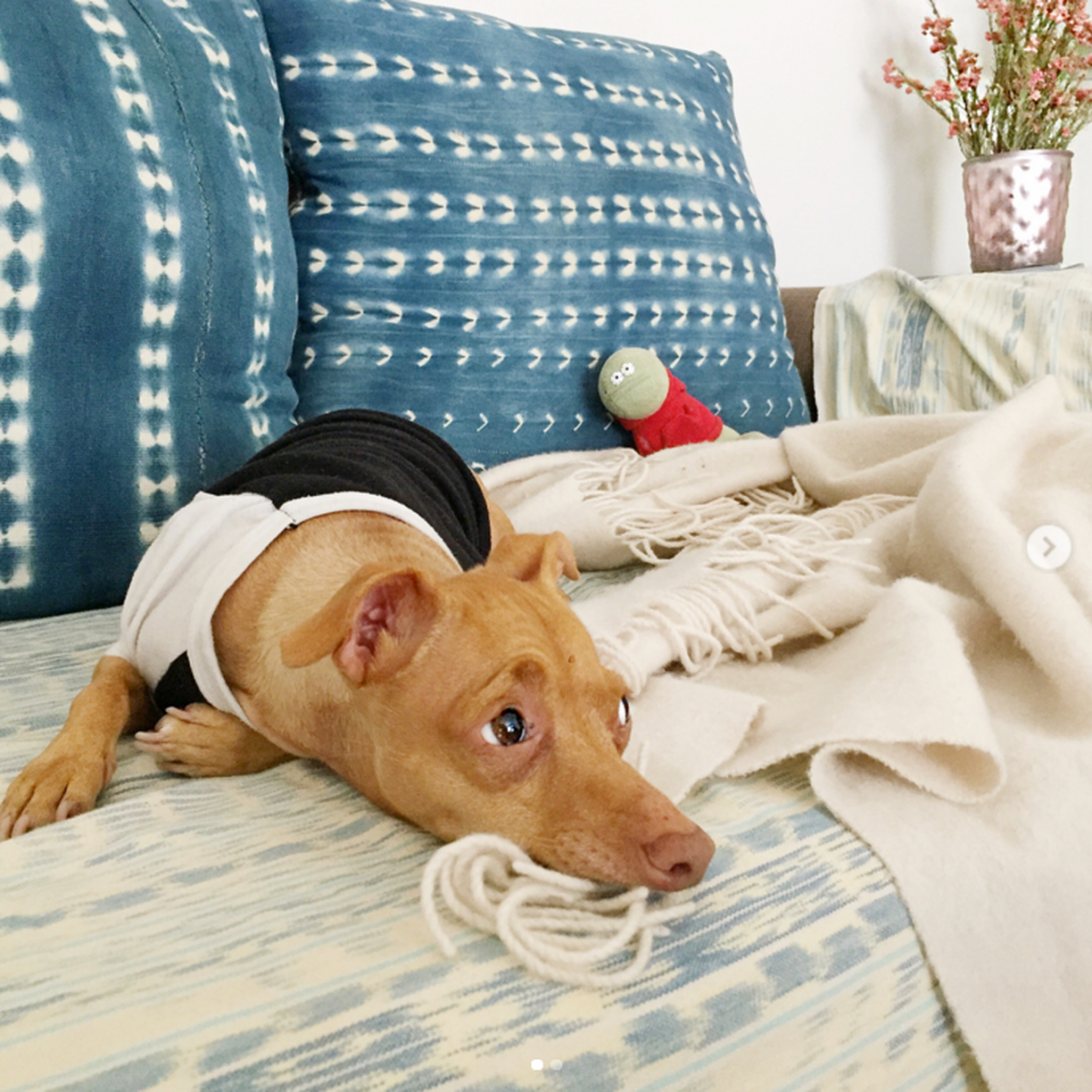 Собаки из пинтереста