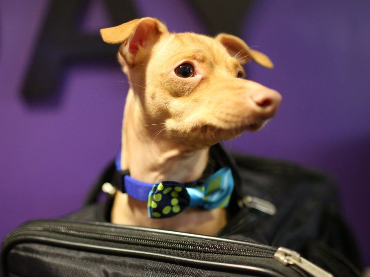 Чивини порода