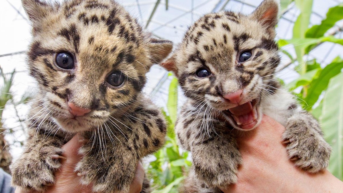 Детеныш гепарда