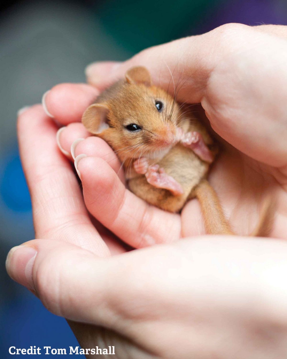 Львенок на руках