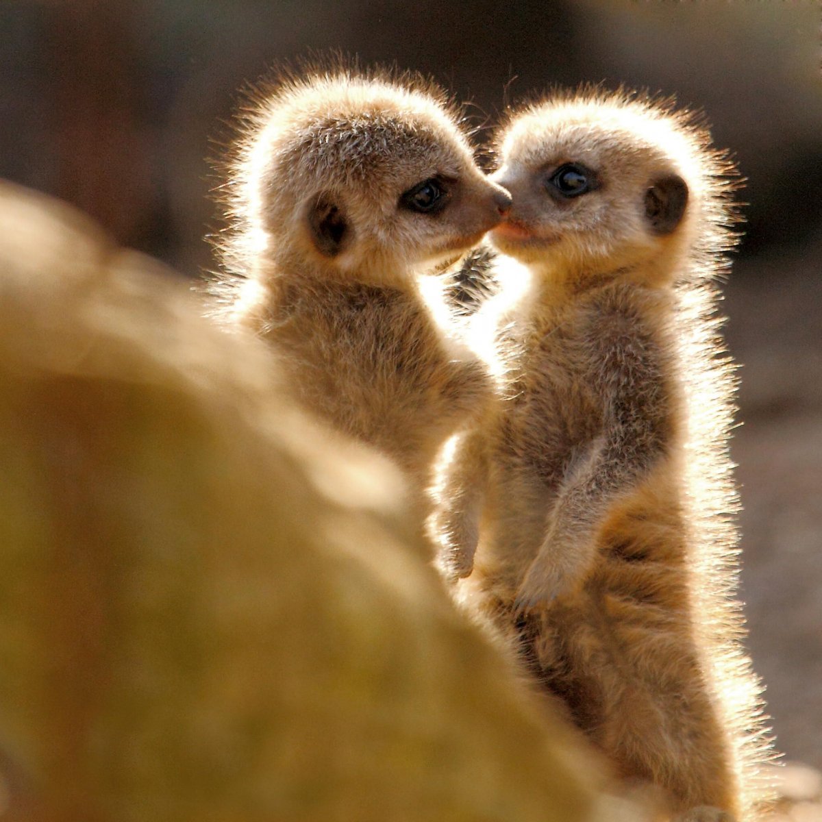 Милые животные Ленивец