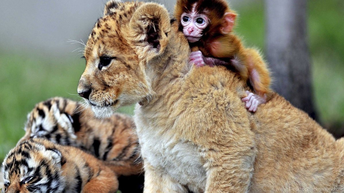 Животные мама и детеныш картинки