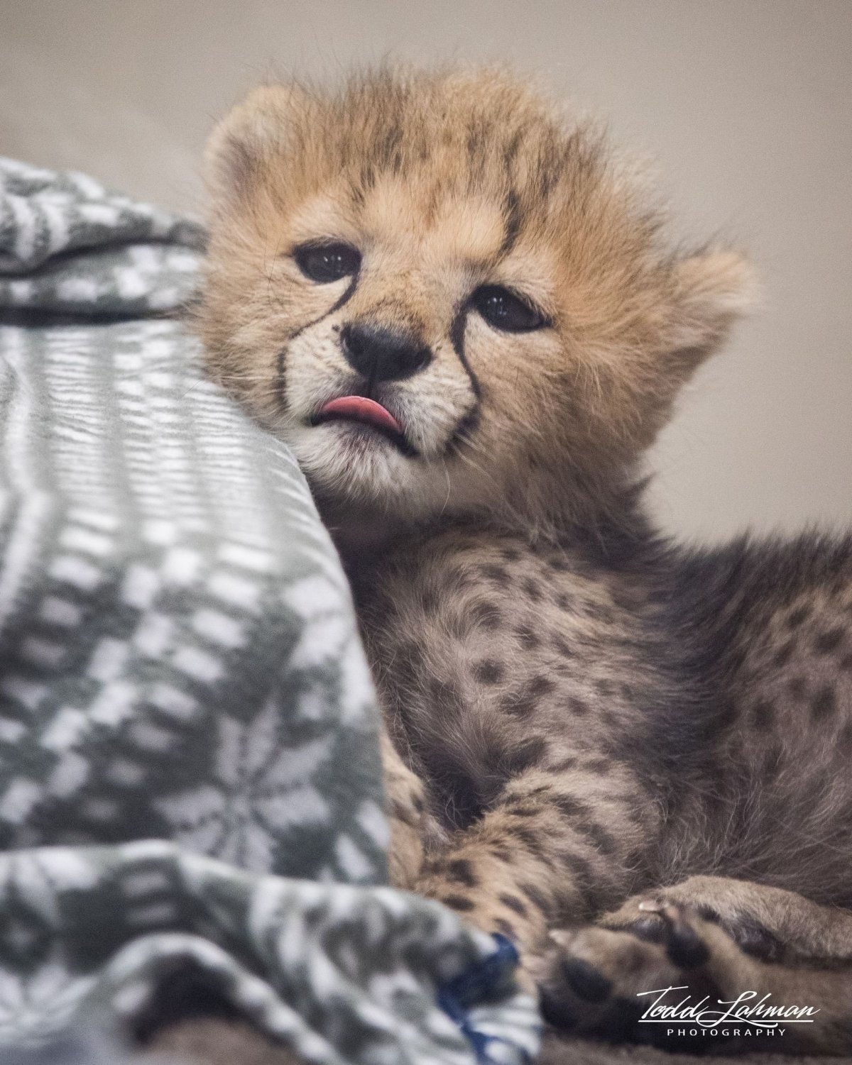 Маленькие кролики