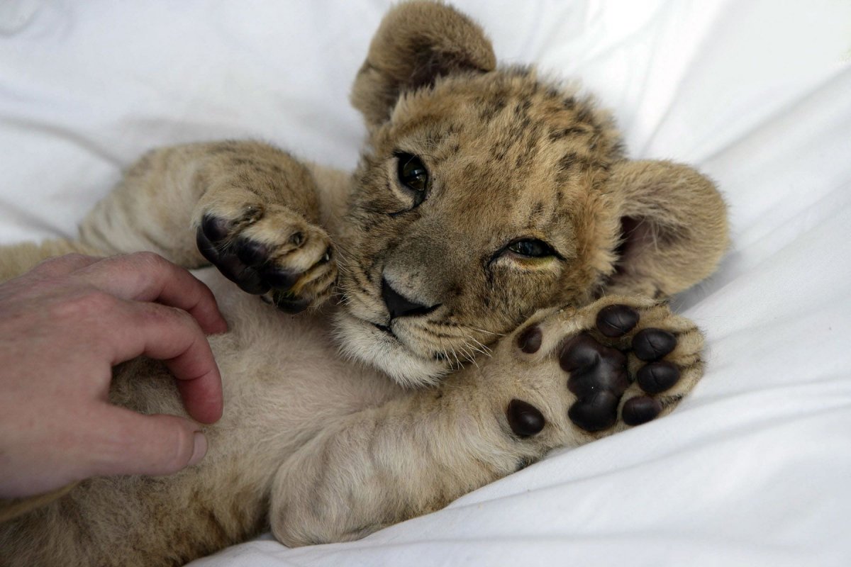 Олененок Рыжик