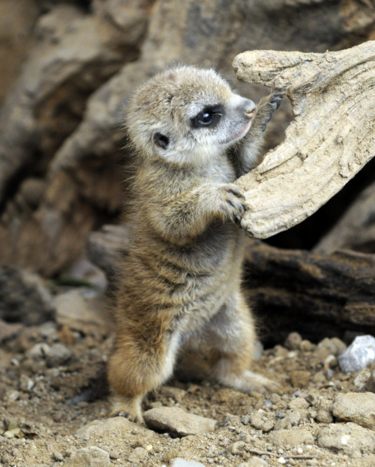 Детеныш ленивца