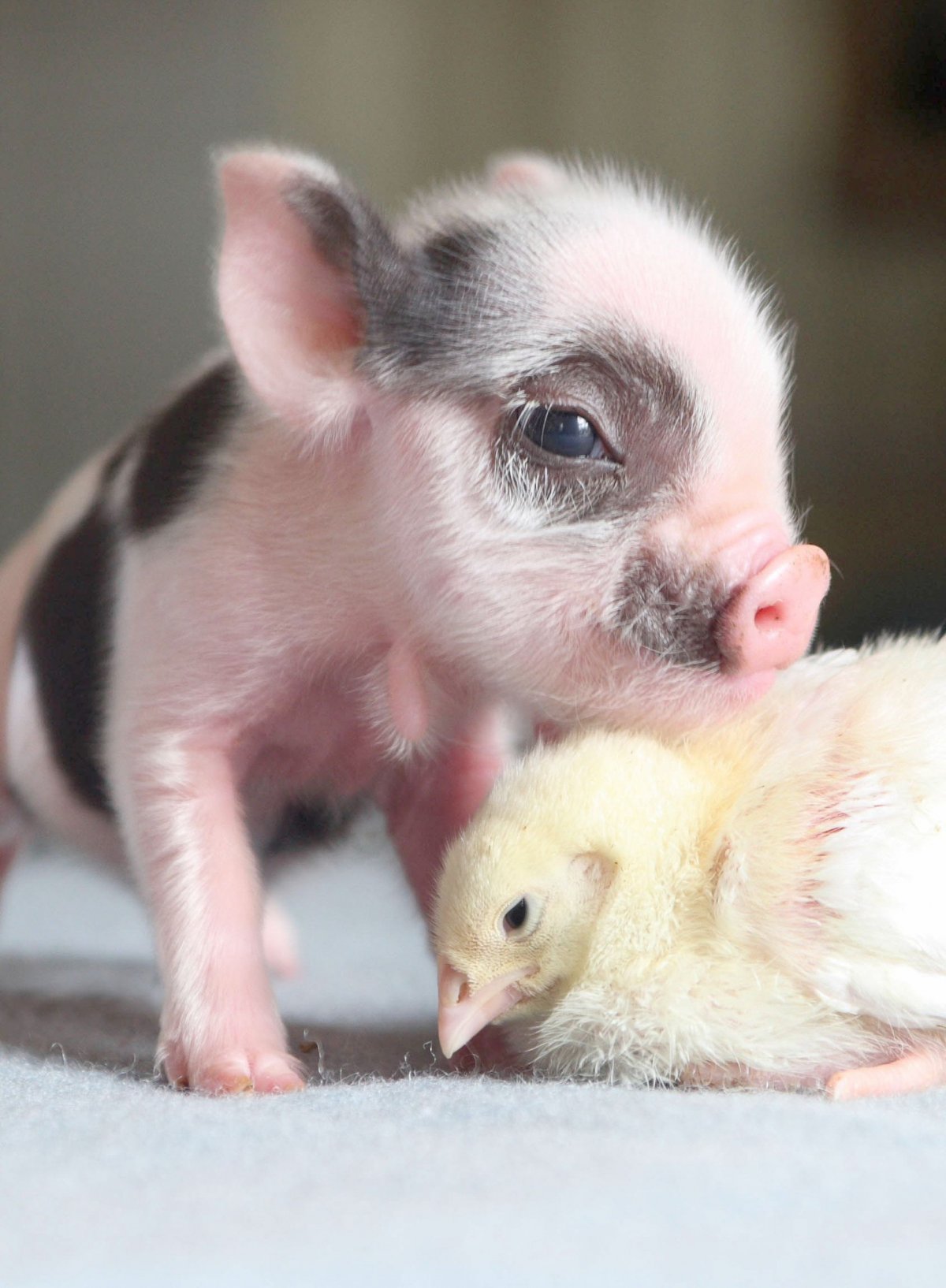 Ленивец милашка