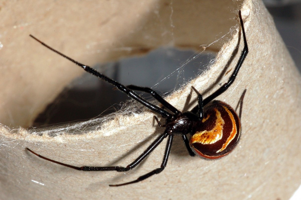 Черная вдова паук двойник