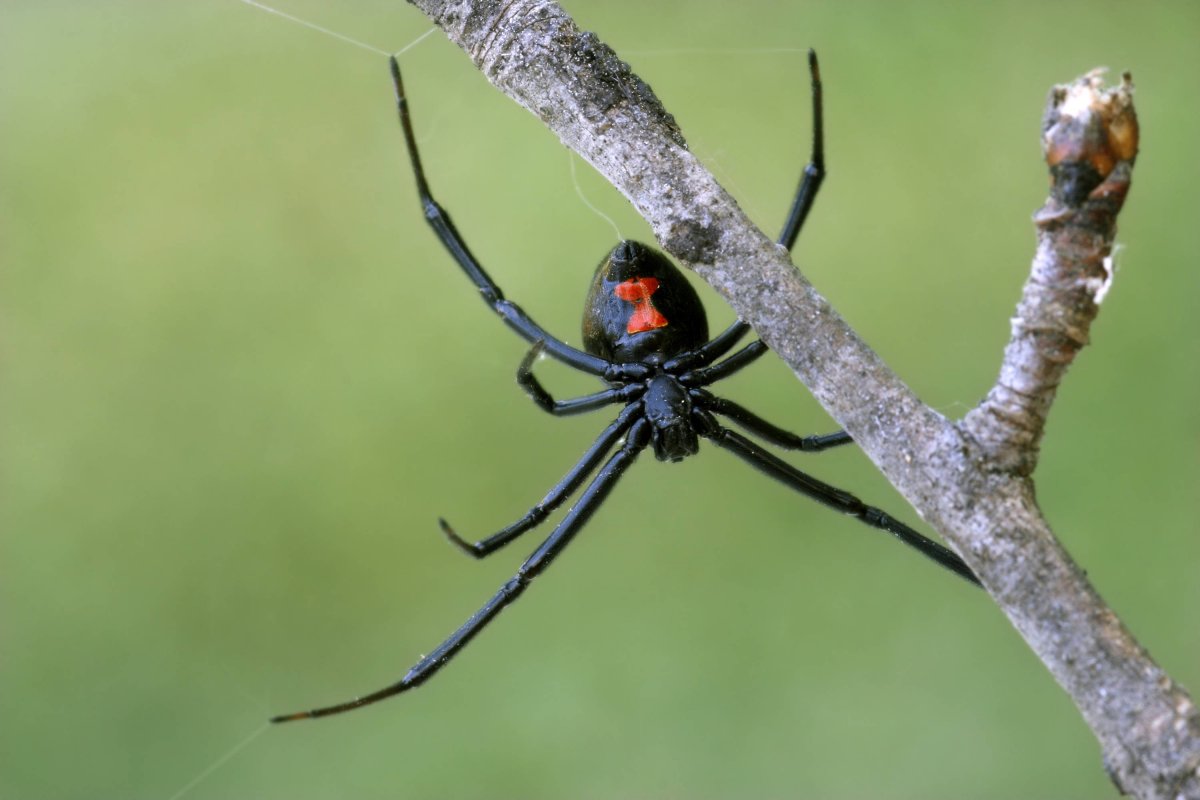 Redback Spider паук
