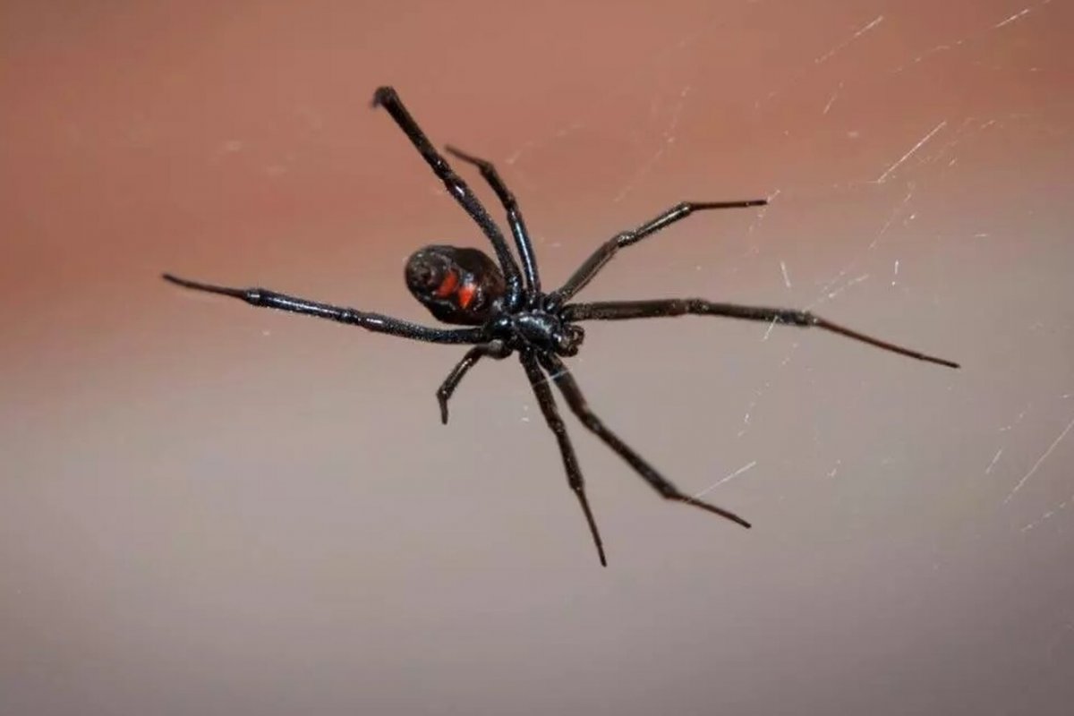 Чёрная вдова паук самка