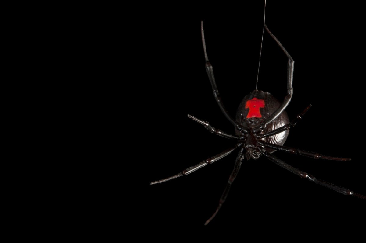 Австралийский красноспинный паук