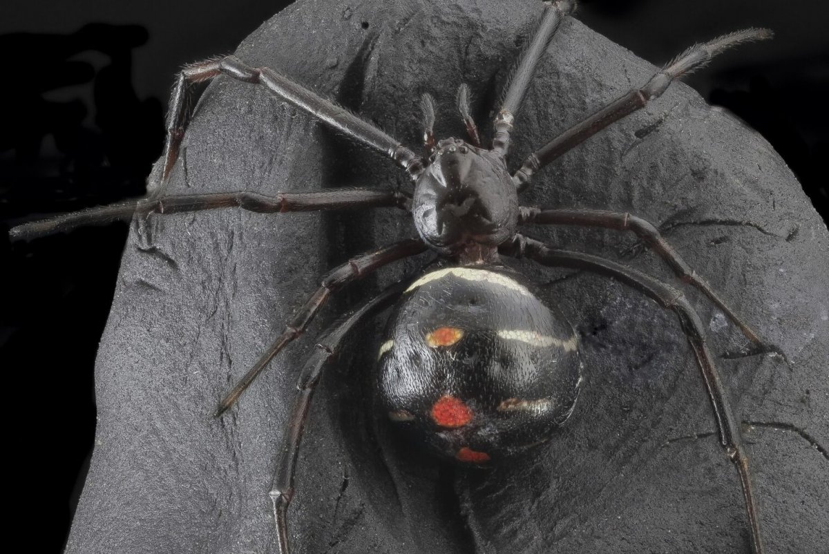 Redback Spider паук