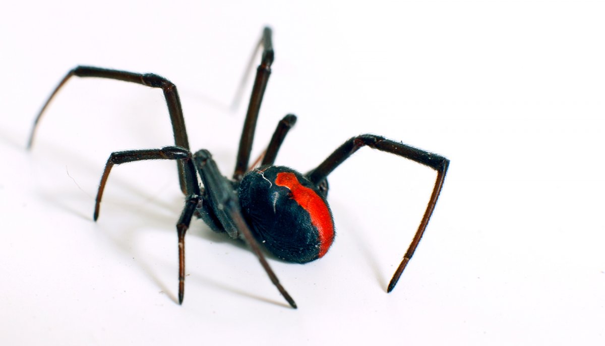 Паук австралийская вдова (красноспинный паук)(Latrodectus hasselti)