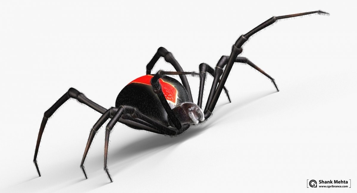 Черная вдова паук