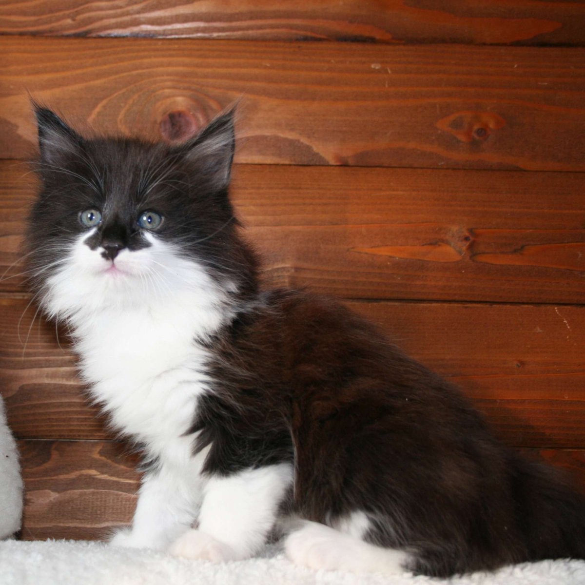 Норвежская Лесная кошка описание породы и характера