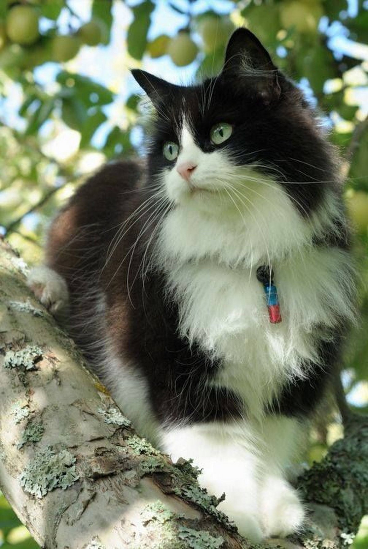 Норвежский кот черный с белым