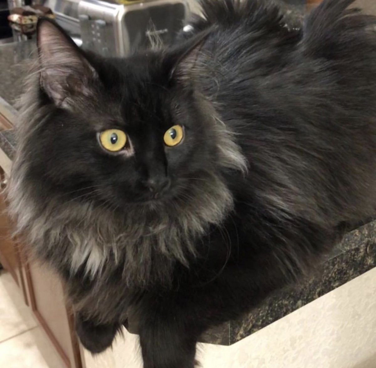 Норвежская Лесная кошка обои на рабочий стол