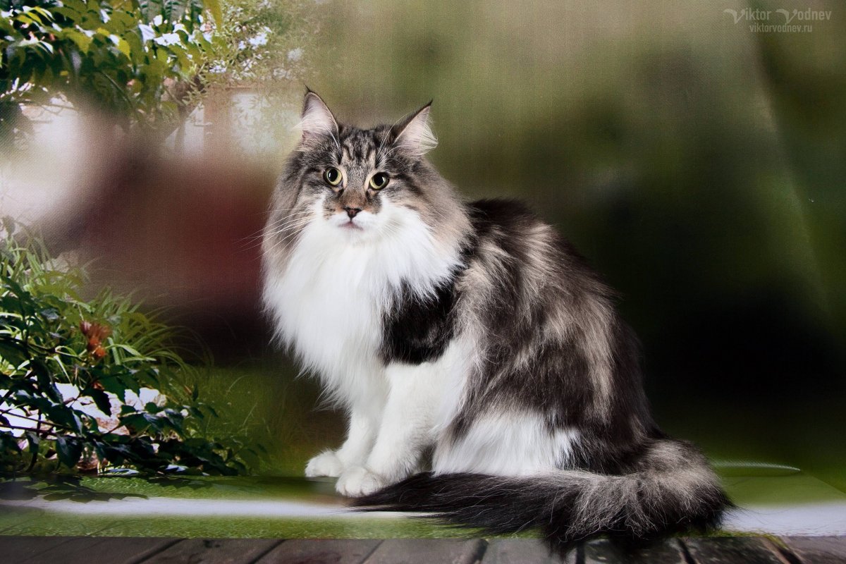 Длинношерстная черно белая кошка