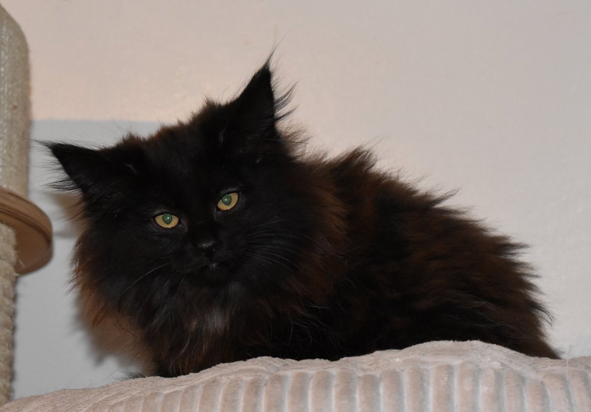 Норвежский Лесной черный котенок