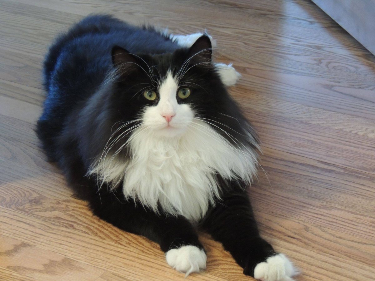 Котенок норвежской Лесной кошки черный