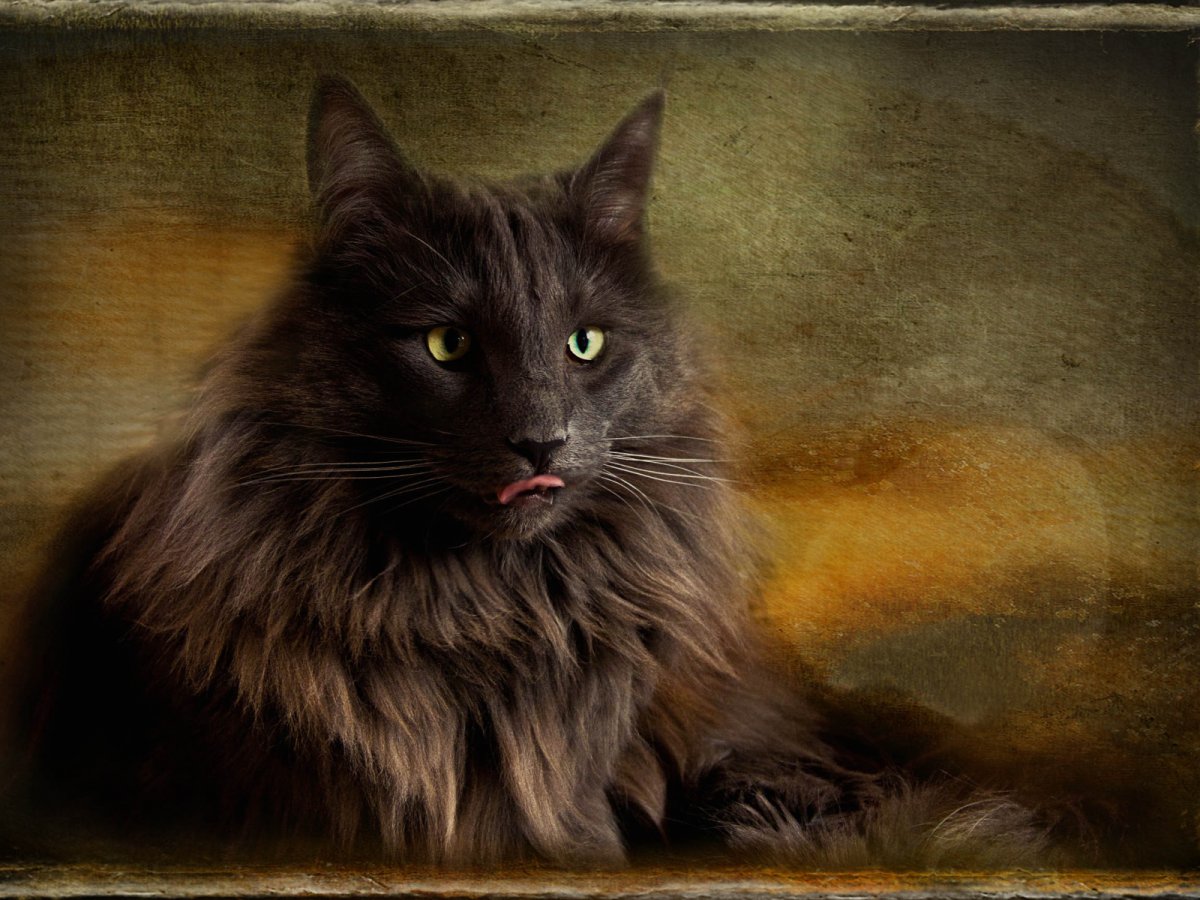 Норвежская Лесная черная