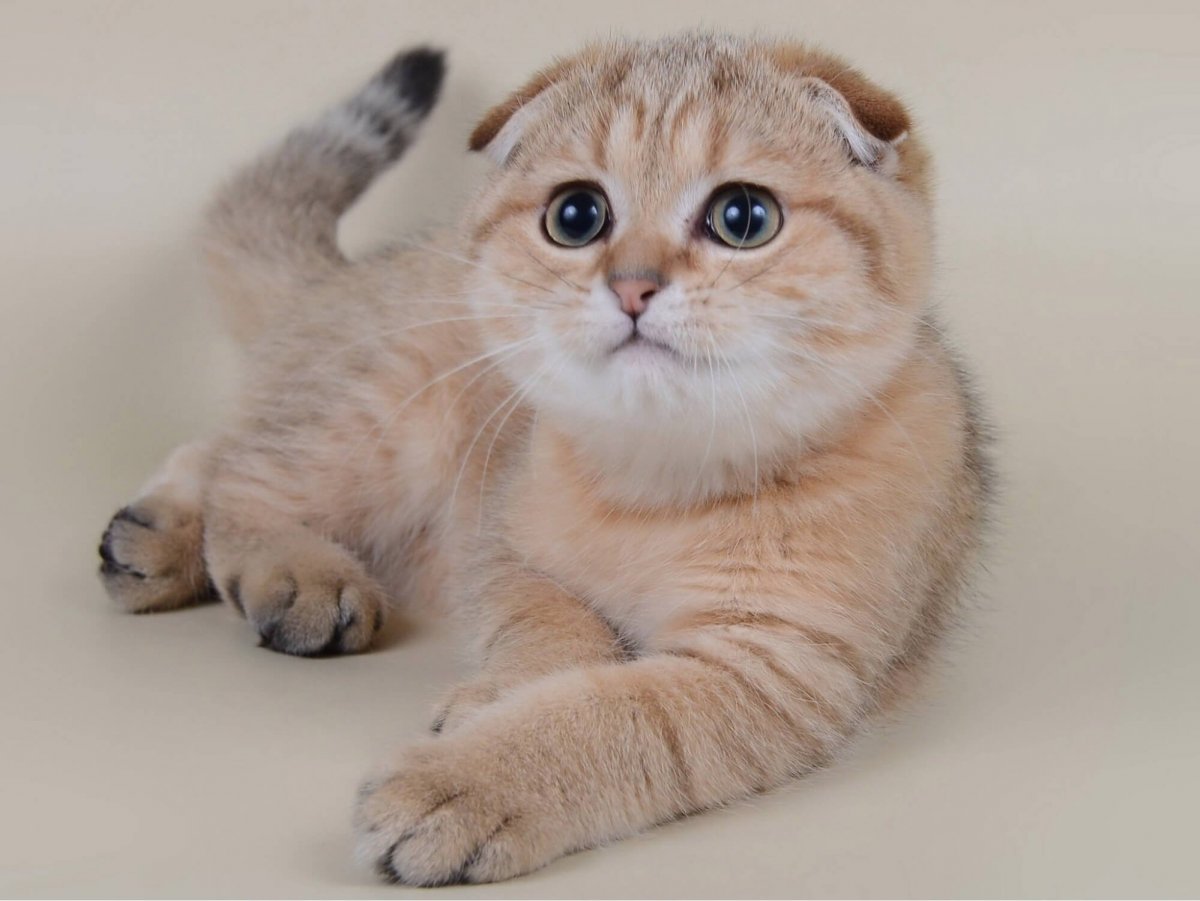 Шотландский вислоухий кот окрасы