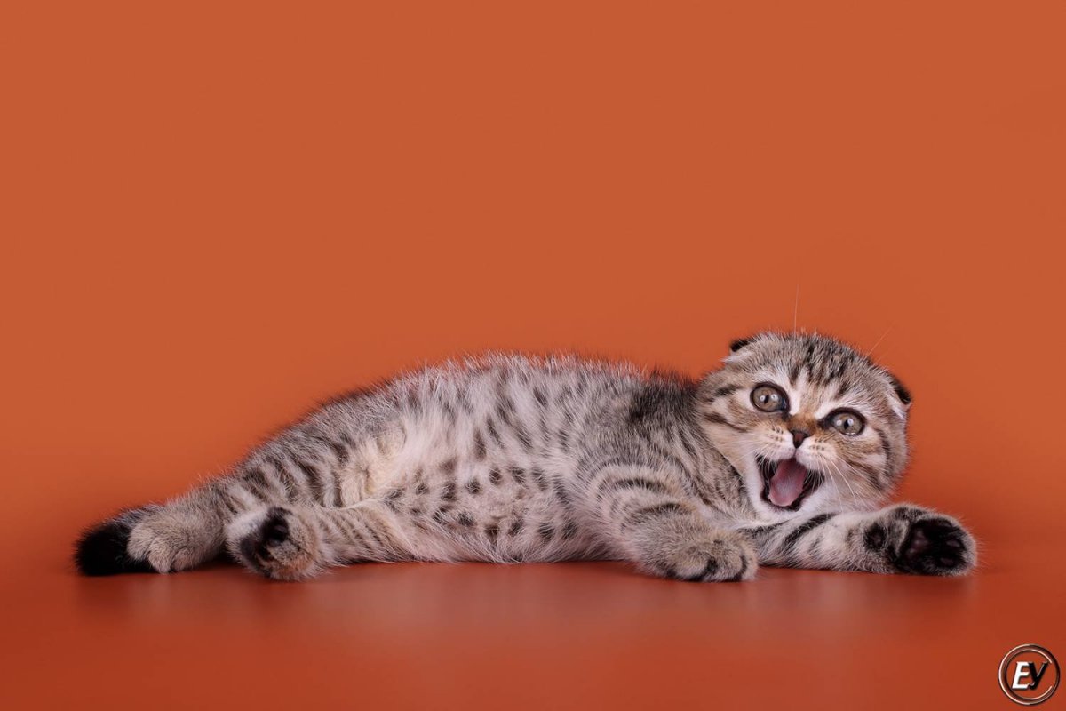 Шотландская вислоухая кошка тигровый окрас