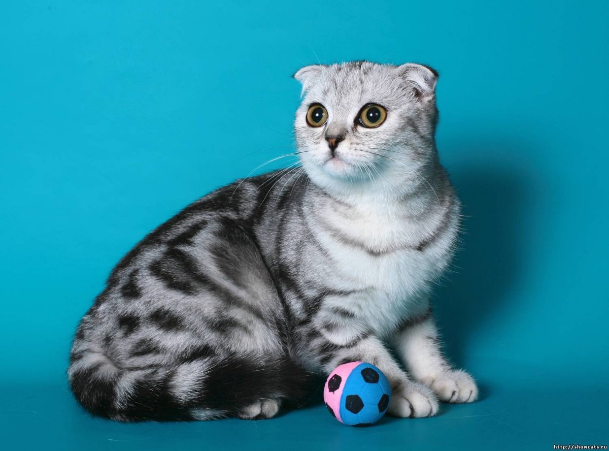 Шотландские вислоухие котята мраморные