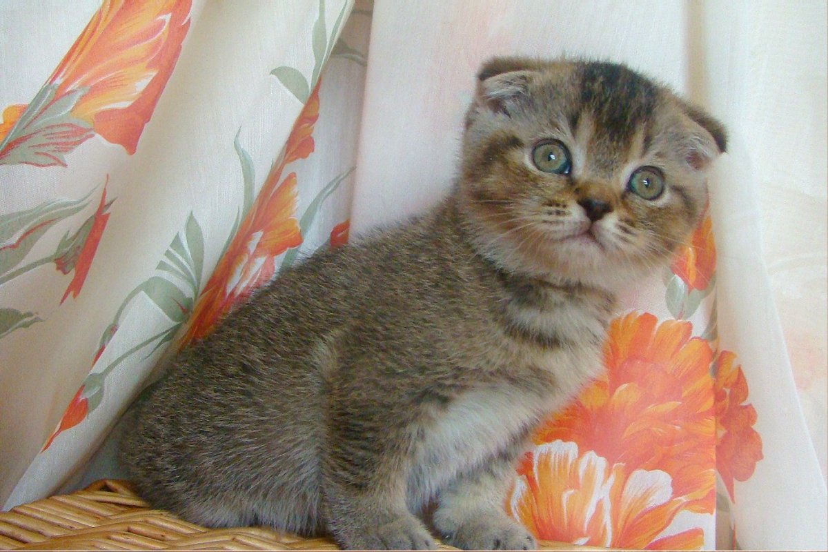 Лиловый шотландский скоттиш фолд