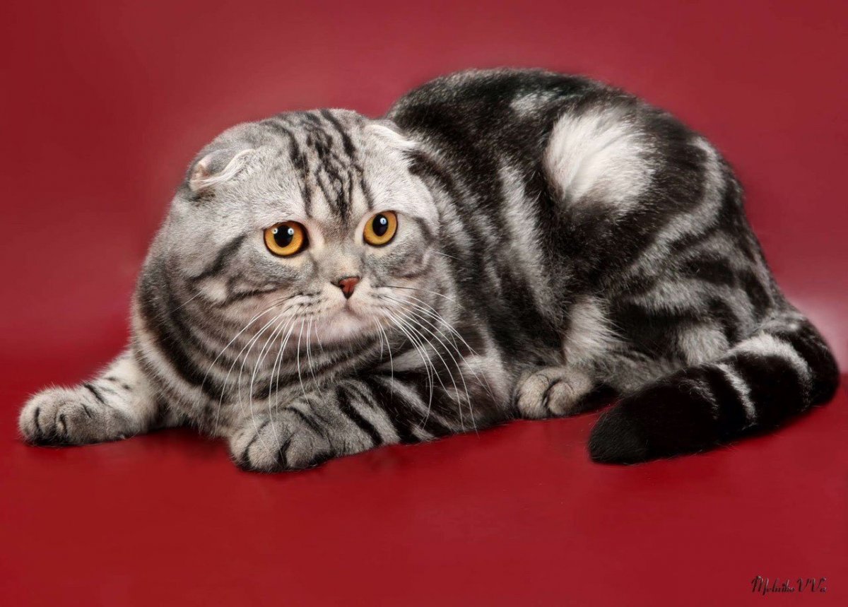 Скоттиш фолд мраморный