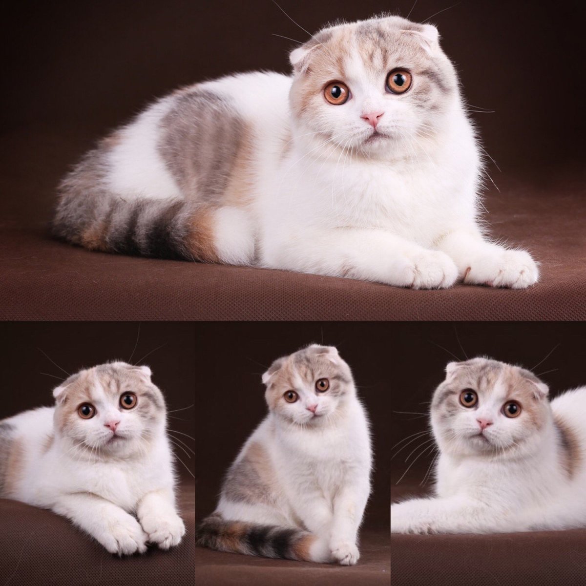 NS 24 окрас шотландских кошек