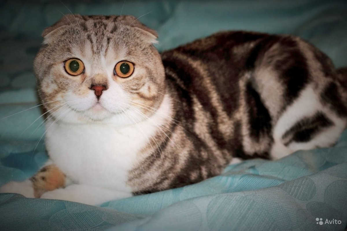 Пепельный вислоухий кот