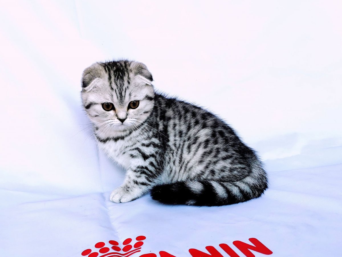 Шотландский скоттиш циннамон